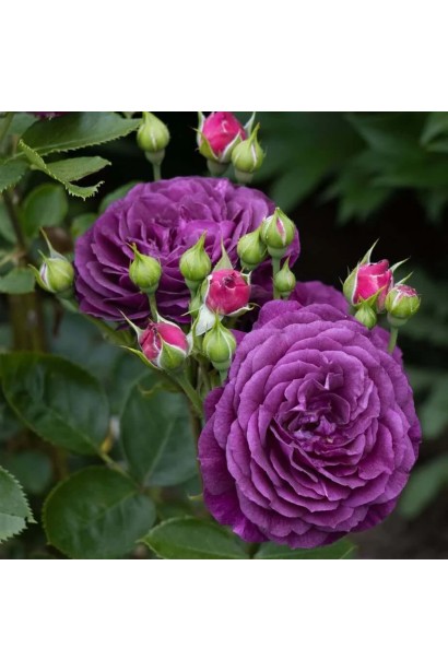 Темно-фиолетовая роза Ebb Tide с гофрированными лепестками